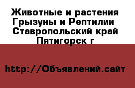 Животные и растения Грызуны и Рептилии. Ставропольский край,Пятигорск г.